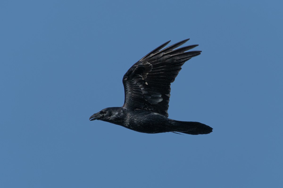 Common Raven - chris roberts