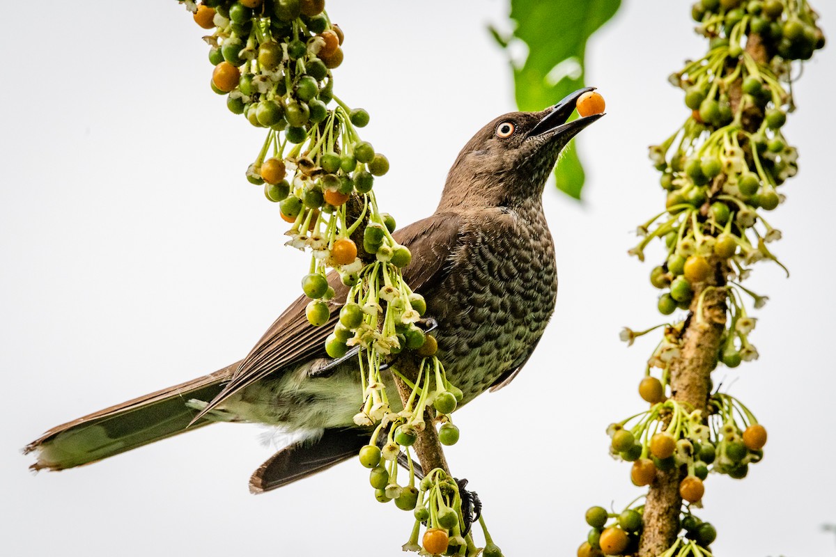 Scaly-breasted Thrasher - ML618431771