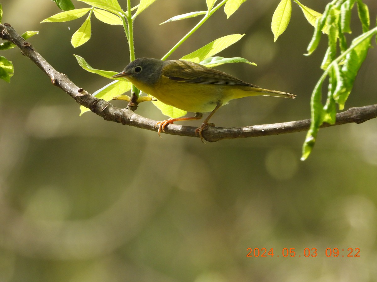 Nashville Warbler - ML618431796