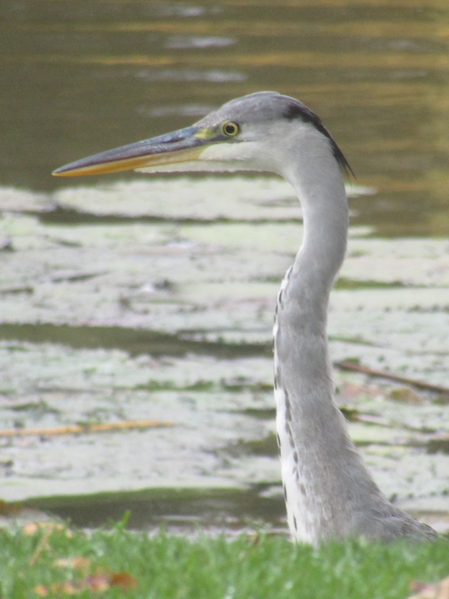 Gray Heron (Gray) - Gareth Bain