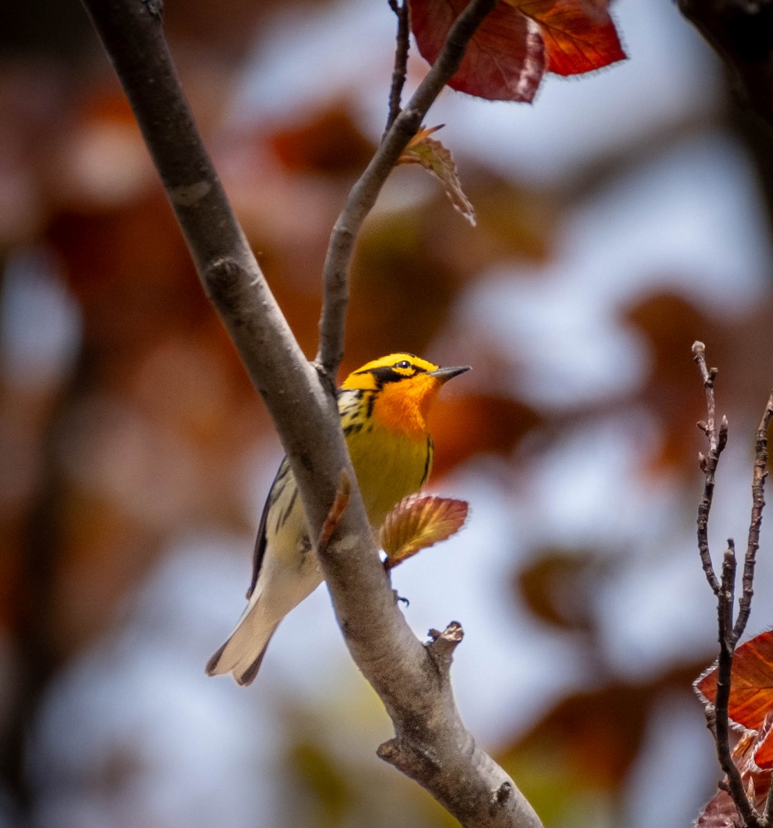 Blackburnian Warbler - ML618431806