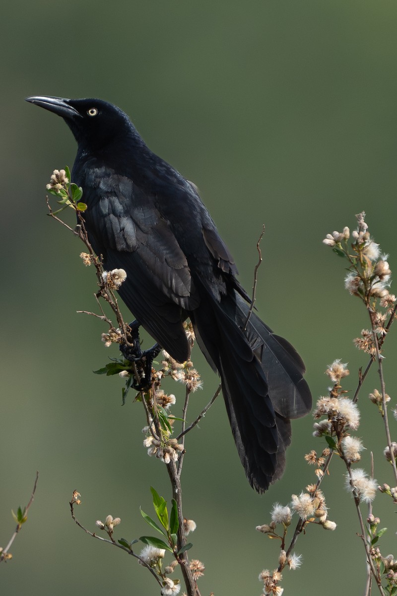 Great-tailed Grackle - ML618431823