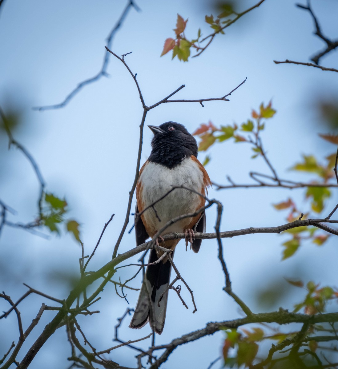 Eastern Towhee - ML618431824