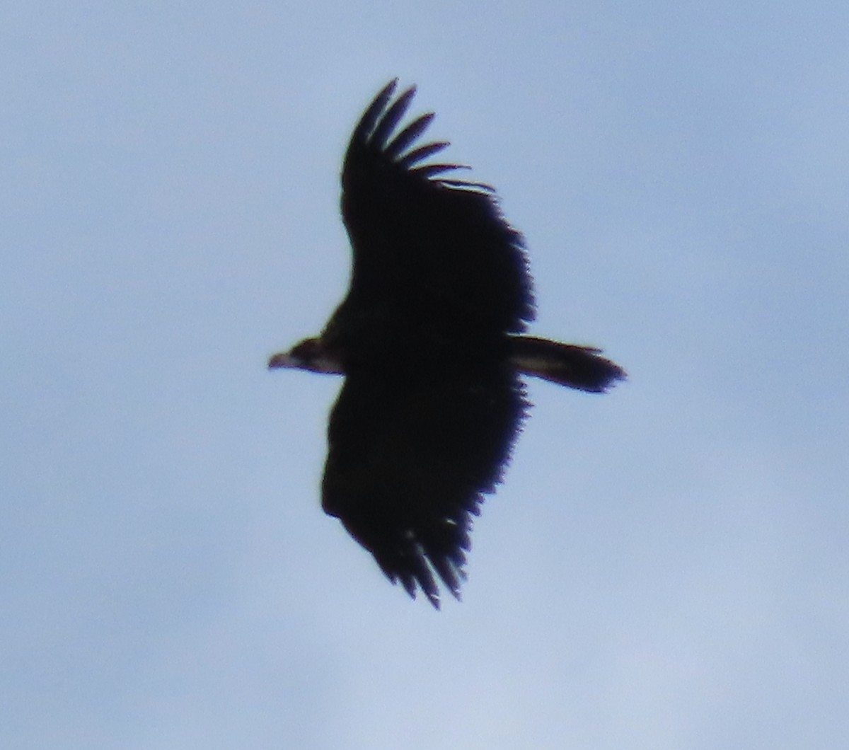 Cinereous Vulture - ML618431827