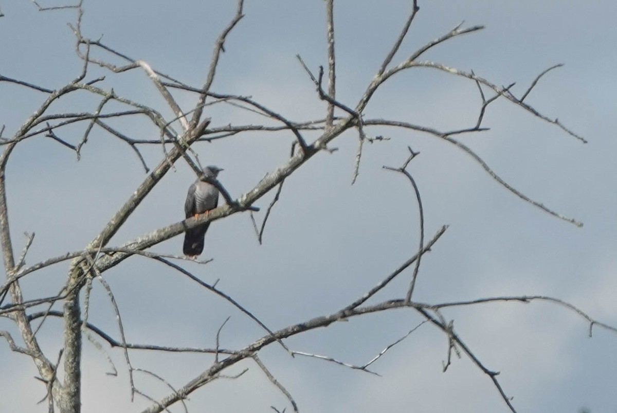 Common Cuckoo - ML618431848
