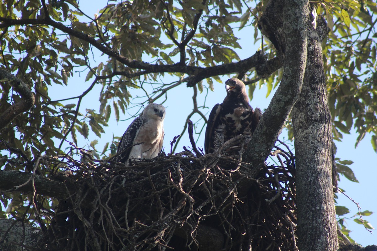 Crowned Eagle - Kalie Gold