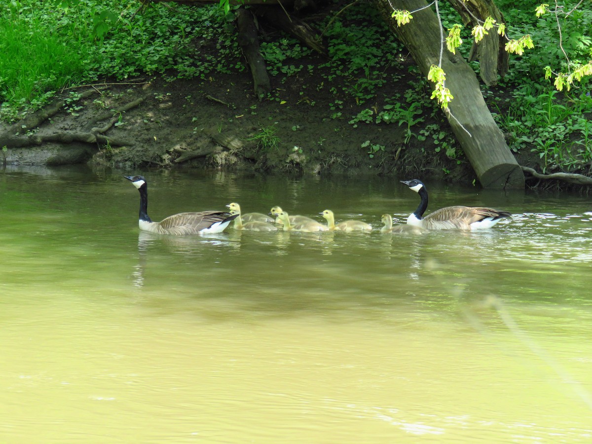 Canada Goose - ML618431856