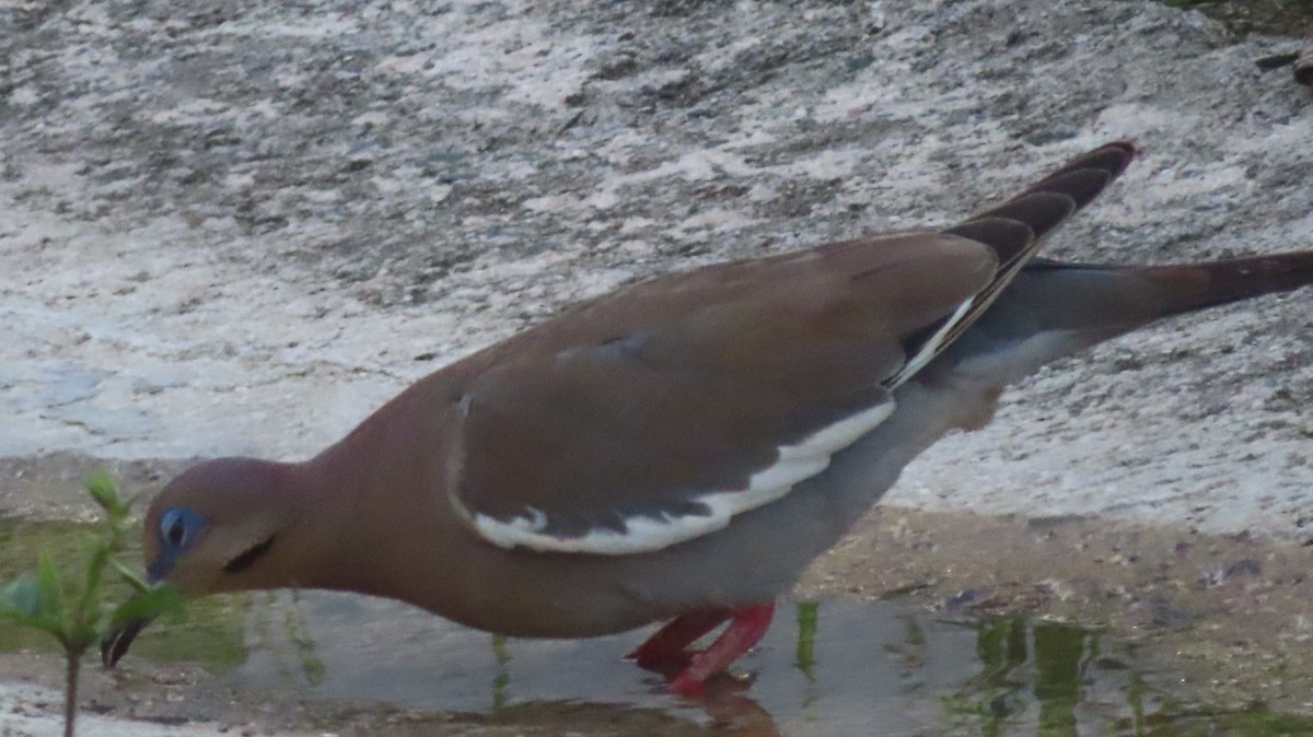 White-winged Dove - ML618431866