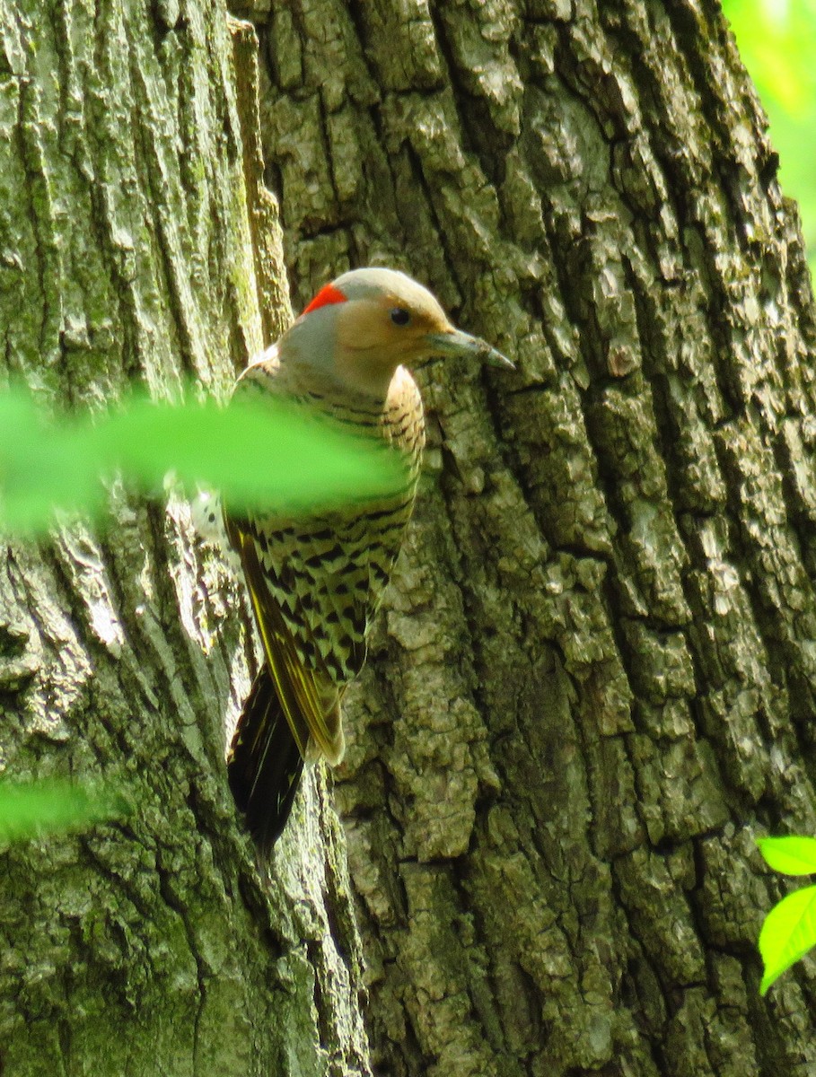 Northern Flicker - ML618431867