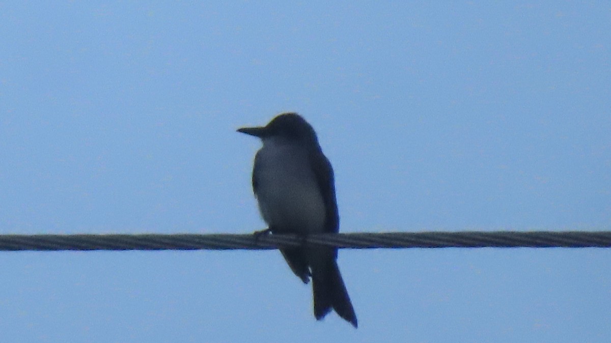 Gray Kingbird - ML618431875