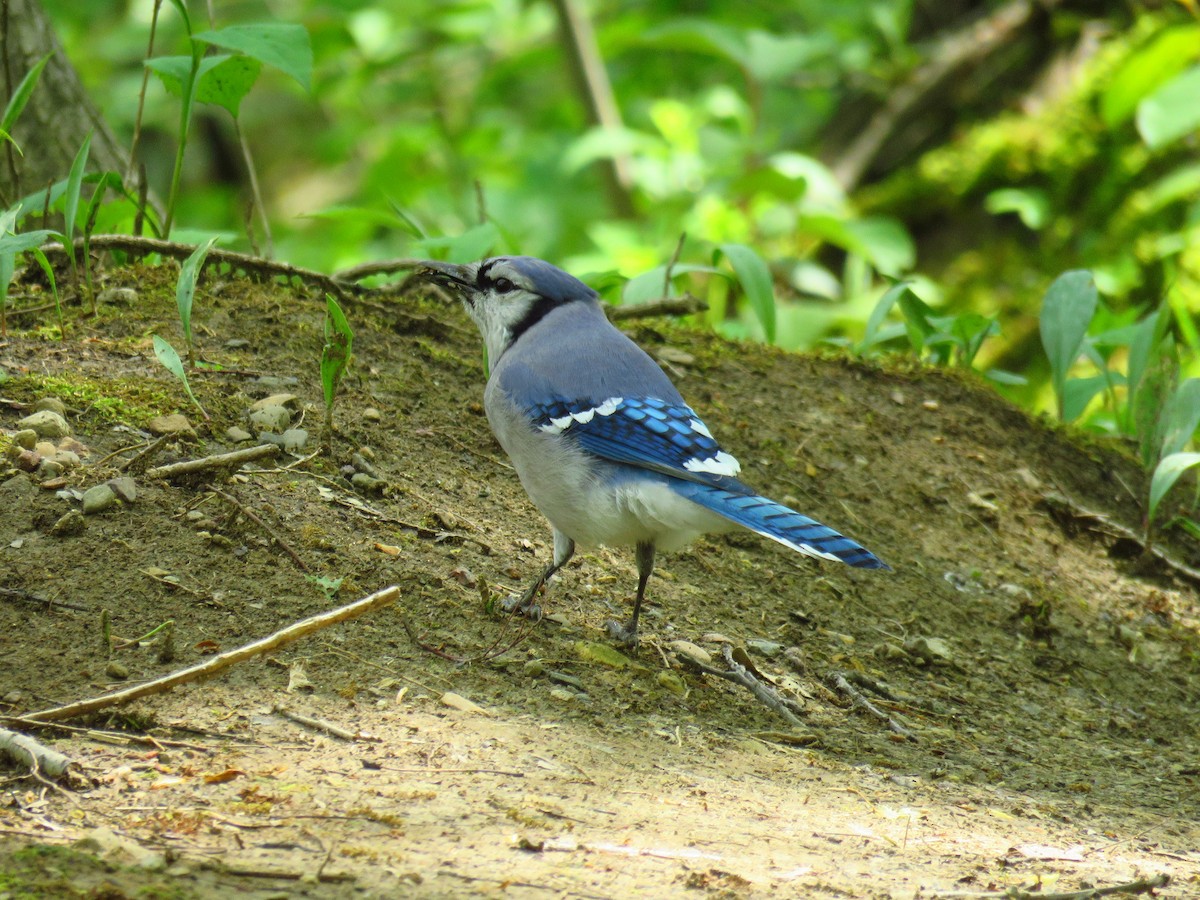 Chara Azul - ML618431876