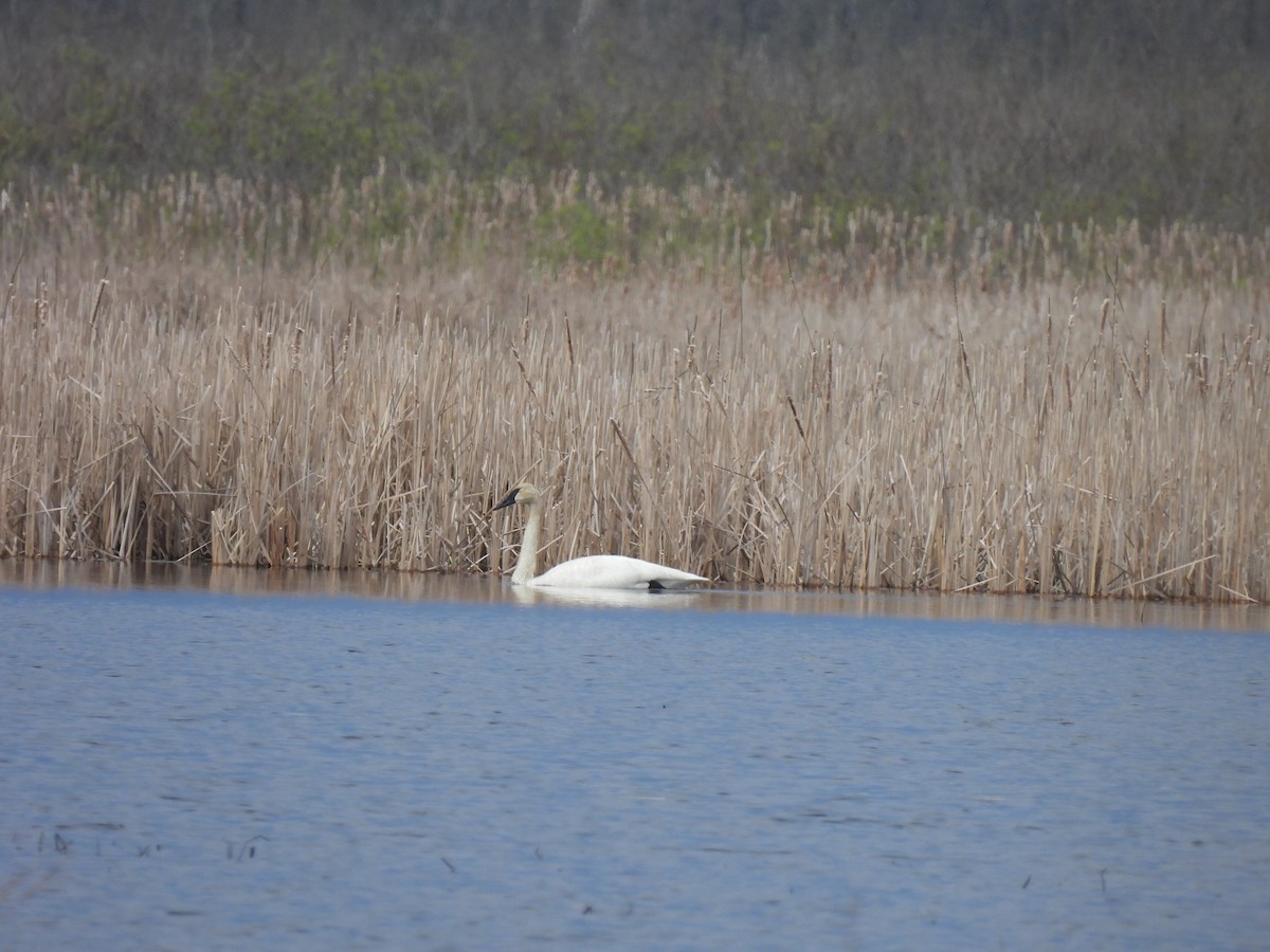 Trumpeter Swan - ML618431879