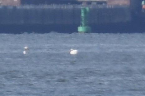 pelikán severoamerický - ML618431887