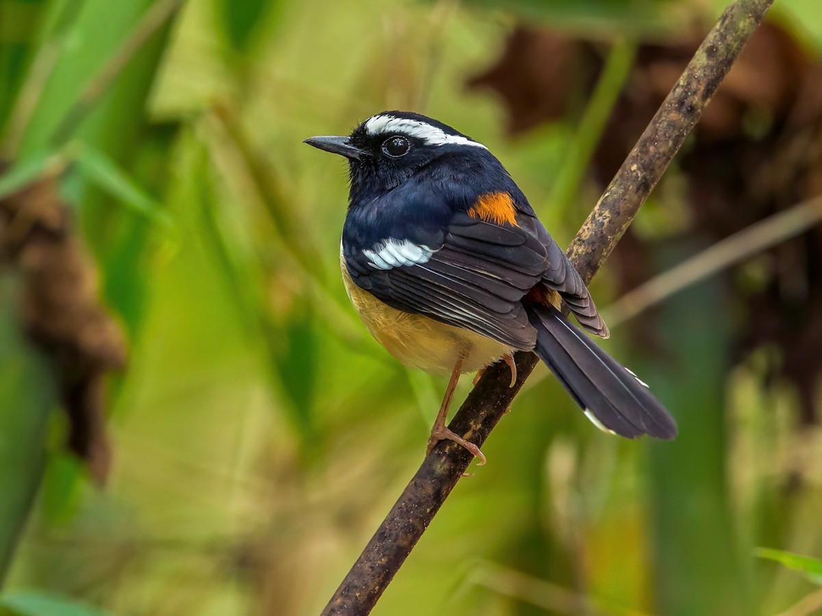 White-browed Shama - Copsychus luzoniensis - Birds of the World