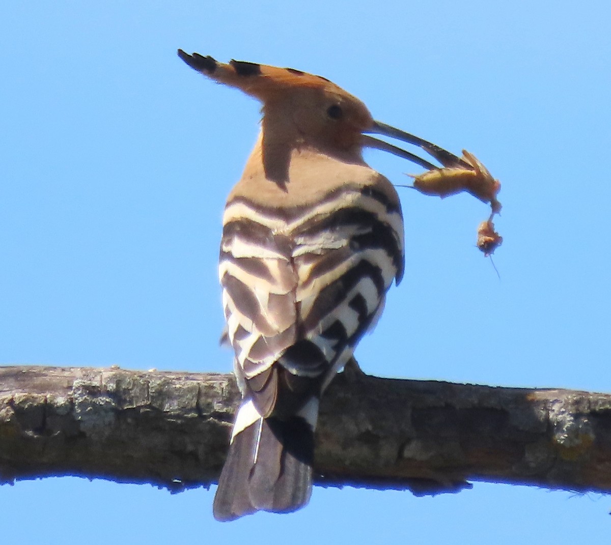 Eurasian Hoopoe - ML618431941