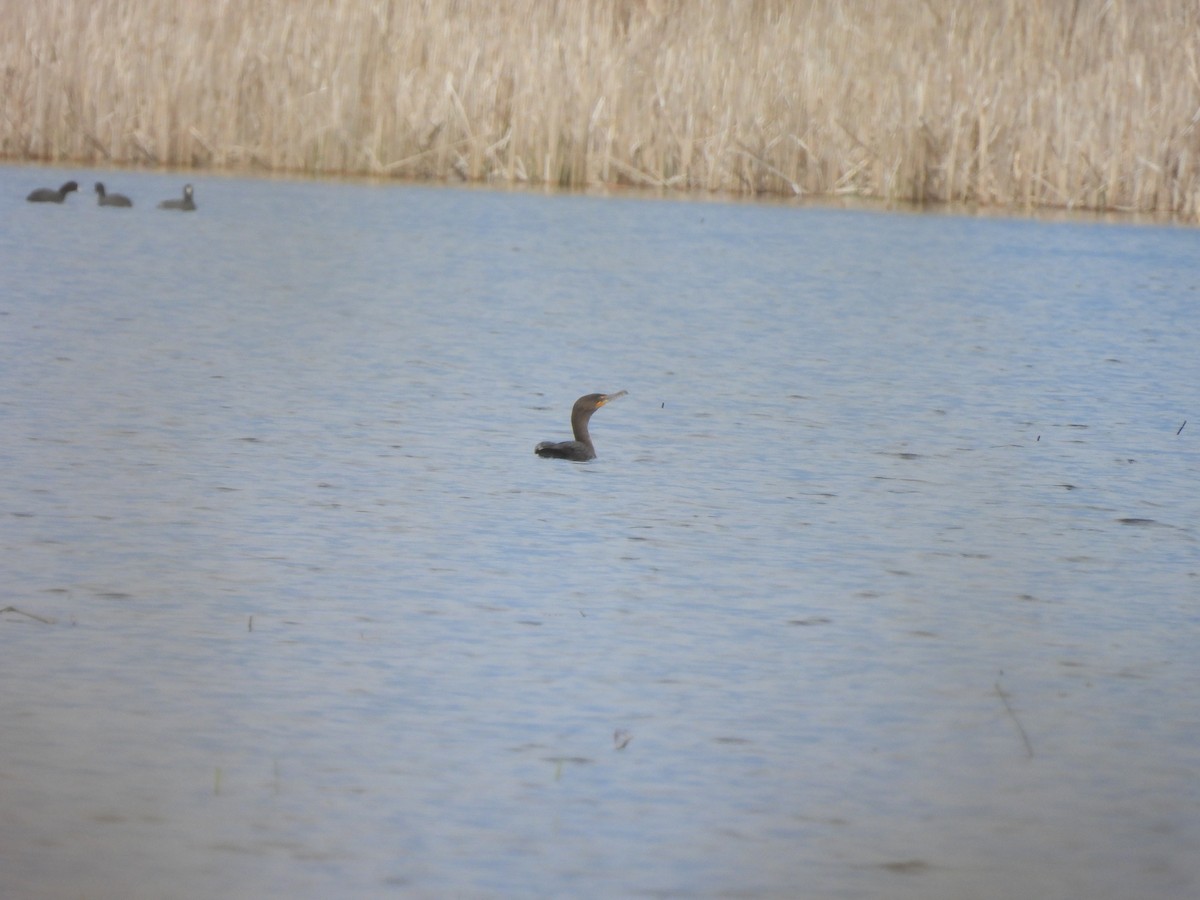 Cormoran à aigrettes - ML618431945