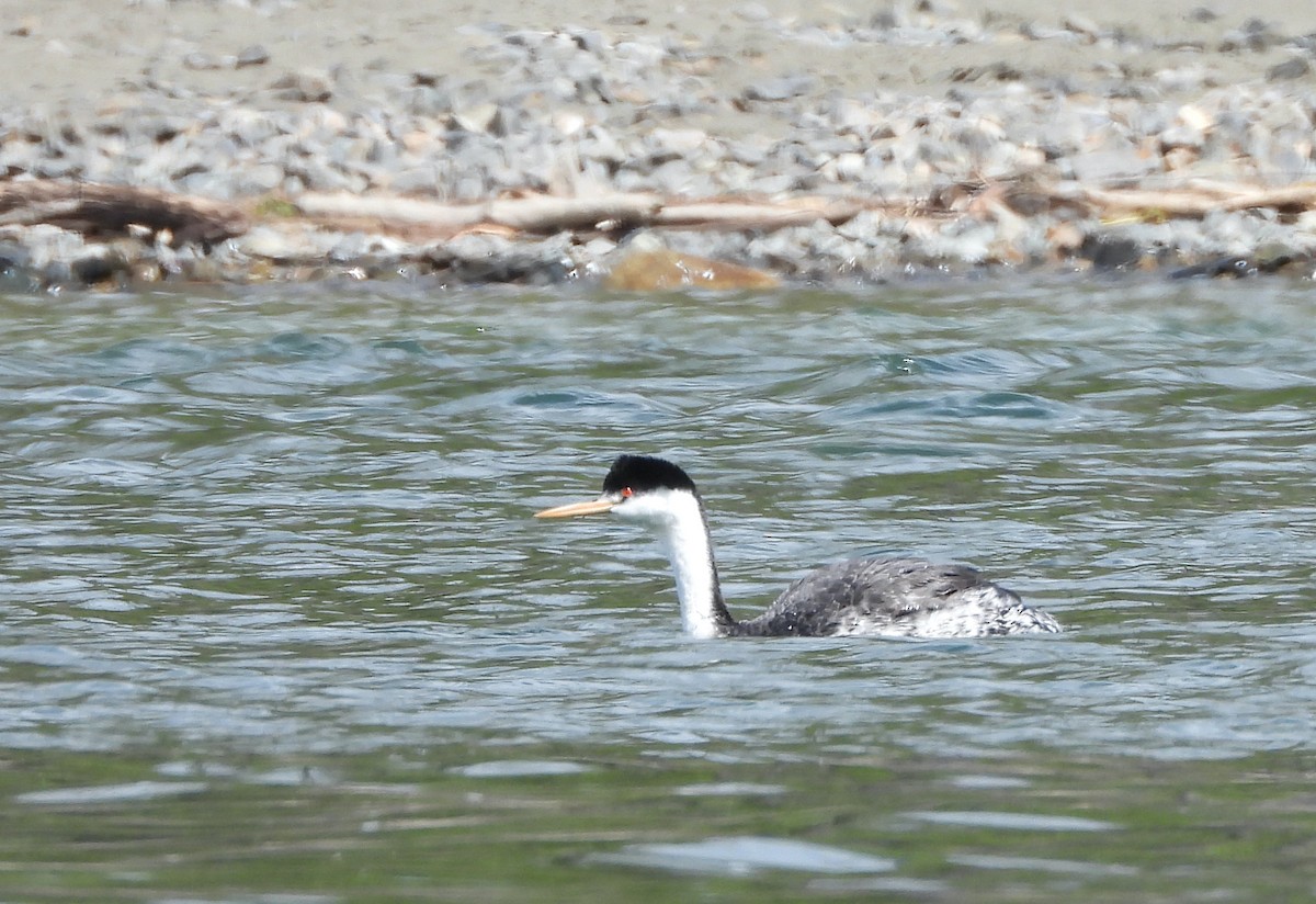 Western x Clark's Grebe (hybrid) - ML618431956