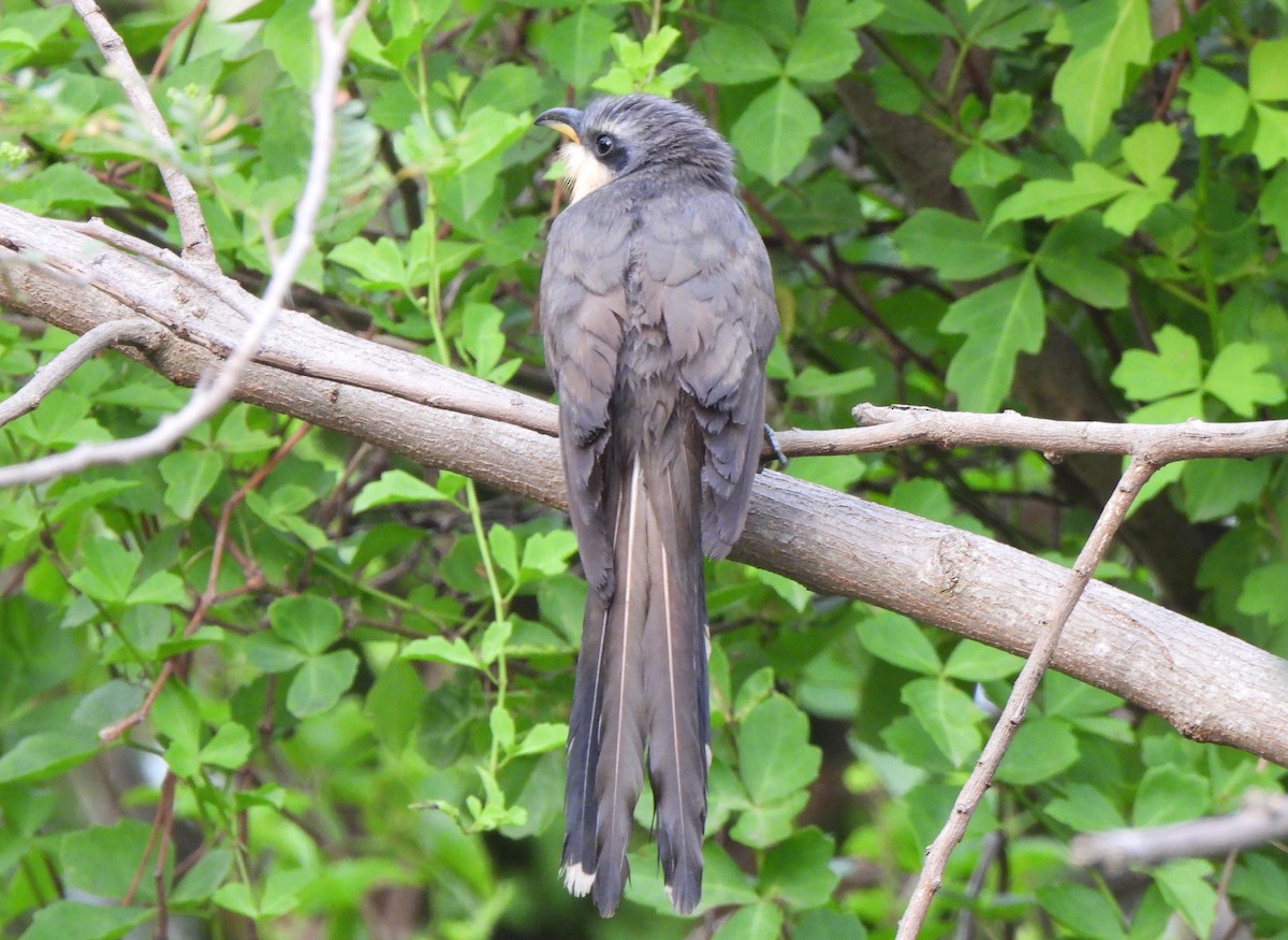 Mangrove Cuckoo - ML618431957