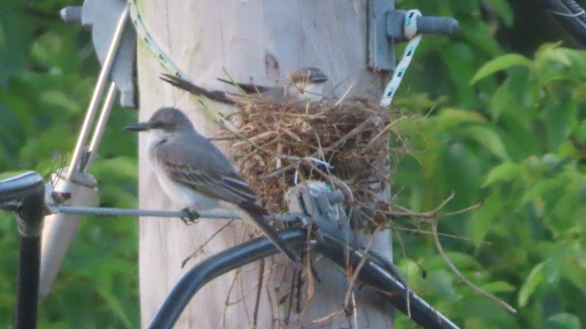 Gray Kingbird - ML618431966