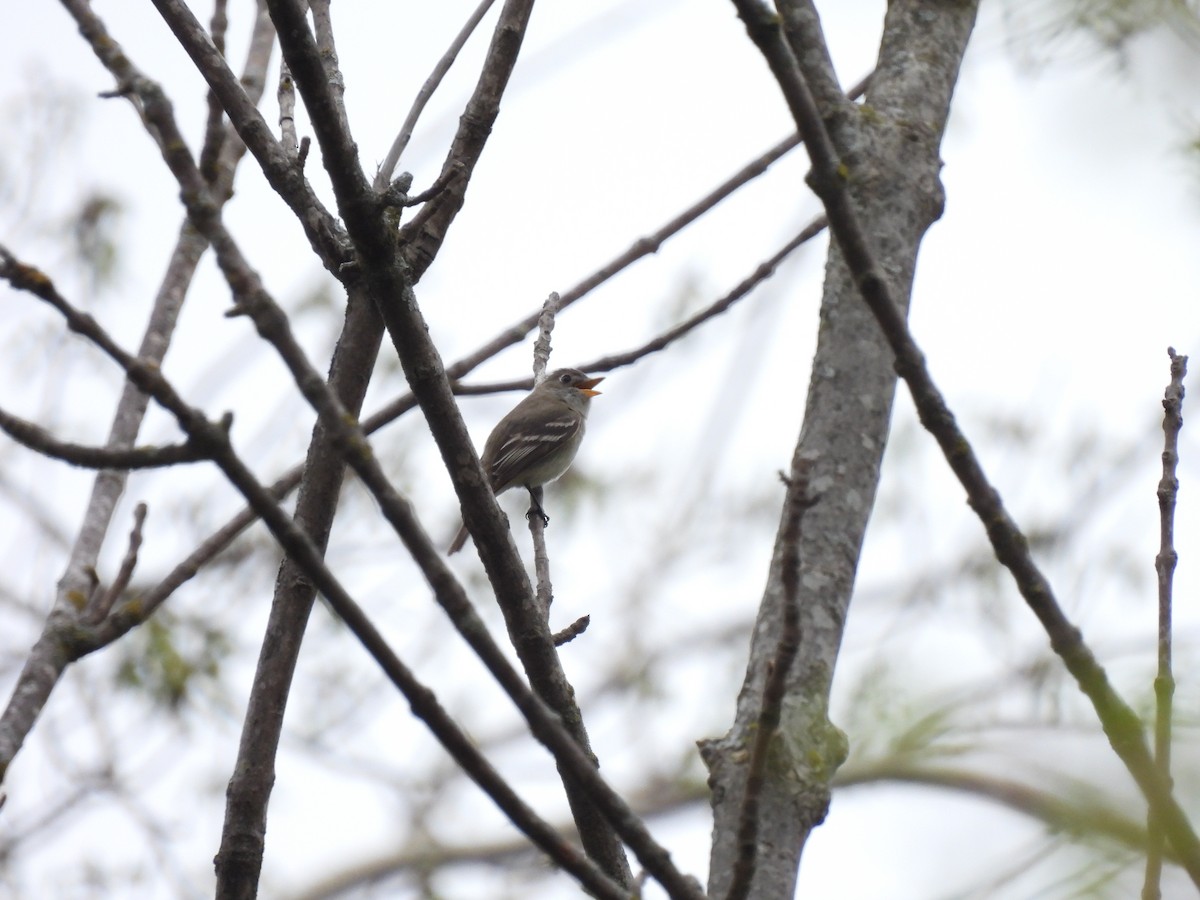 Least Flycatcher - Jennifer  Summers