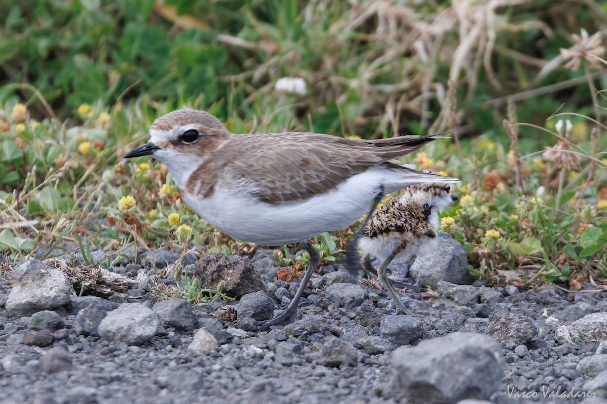 Kentish Plover - Vasco Valadares