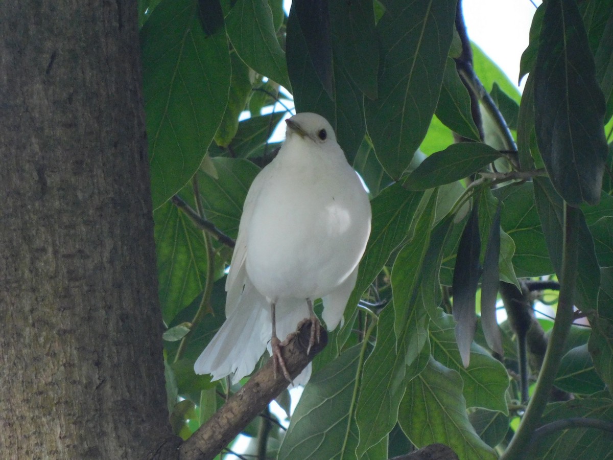 Rufous-bellied Thrush - Agustín Ramos