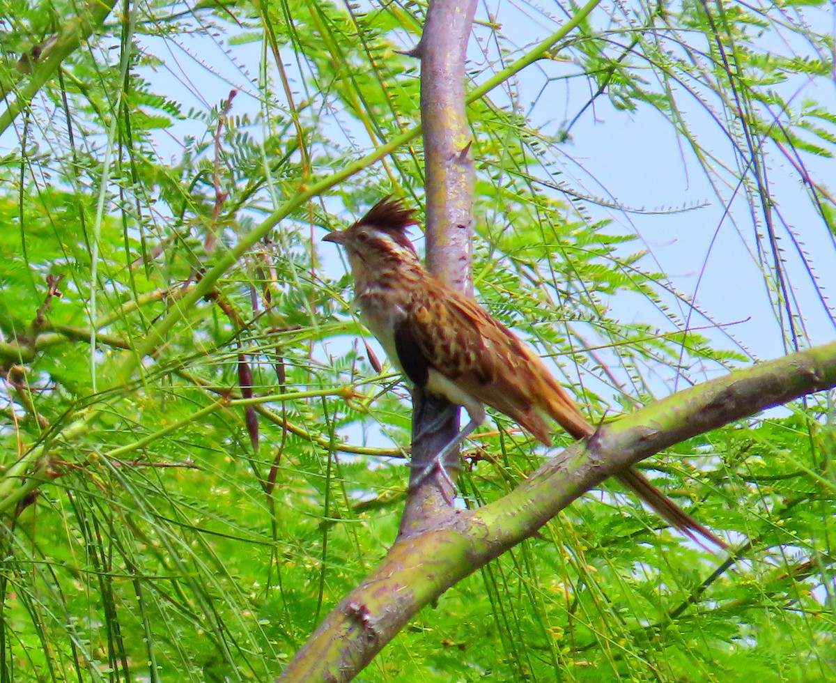 Striped Cuckoo - ML618431999