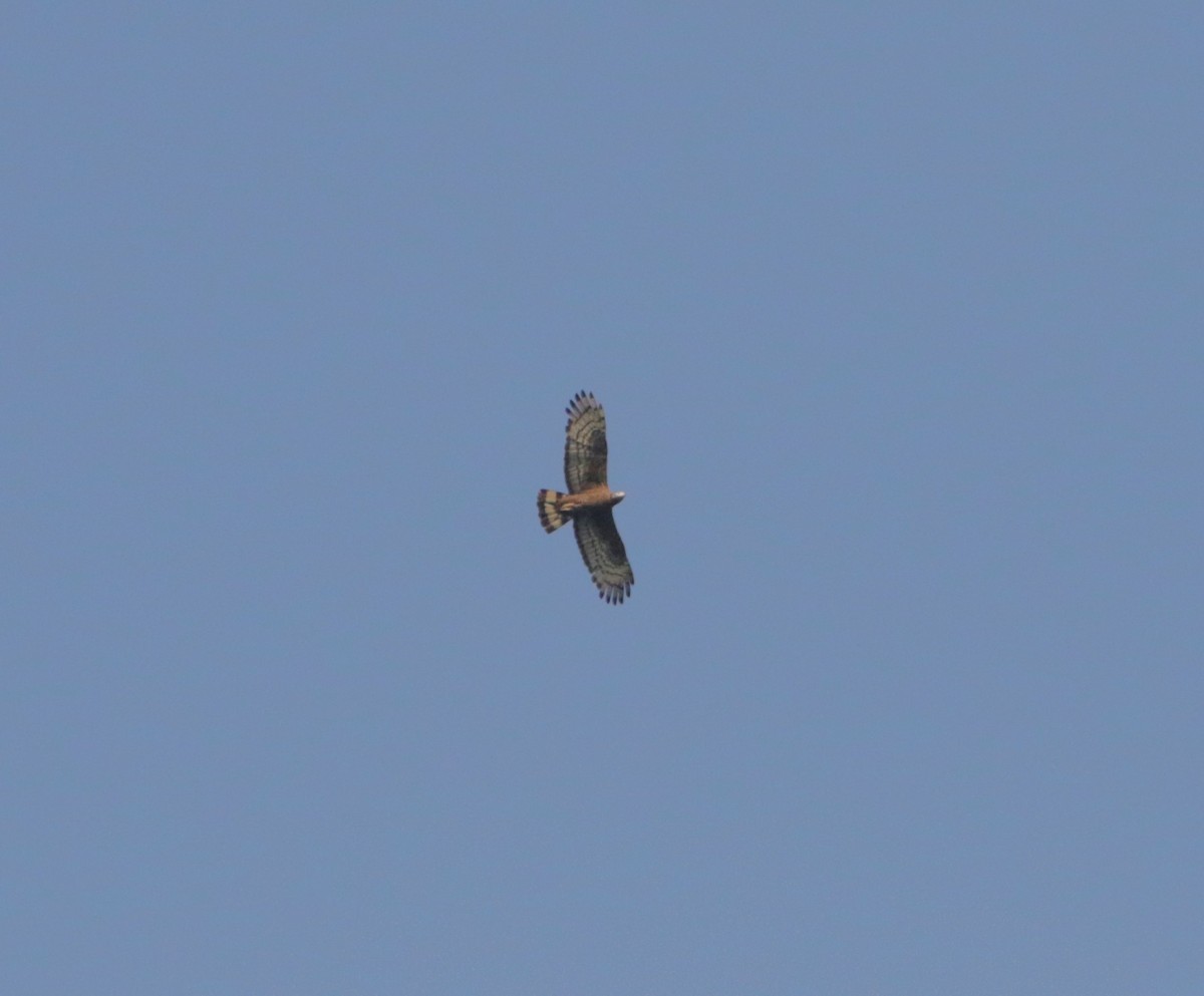 Oriental Honey-buzzard - ML618432040