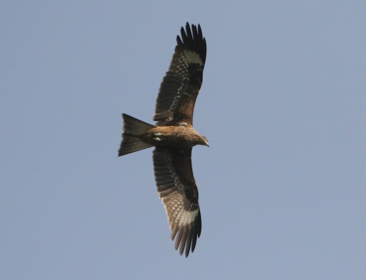 Black Kite - ML618432060