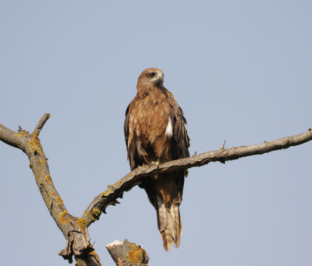 Black Kite - ML618432061