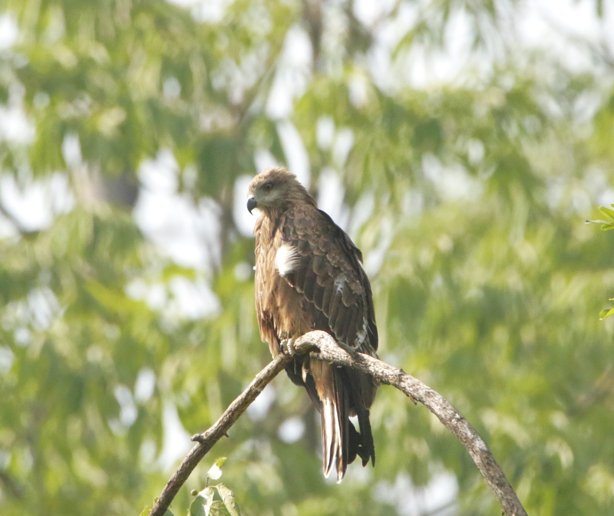 Black Kite - Meruva Naga Rajesh