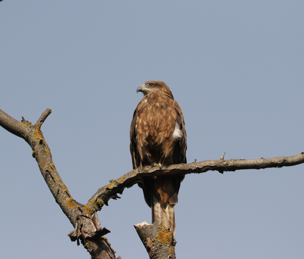 Black Kite - ML618432063