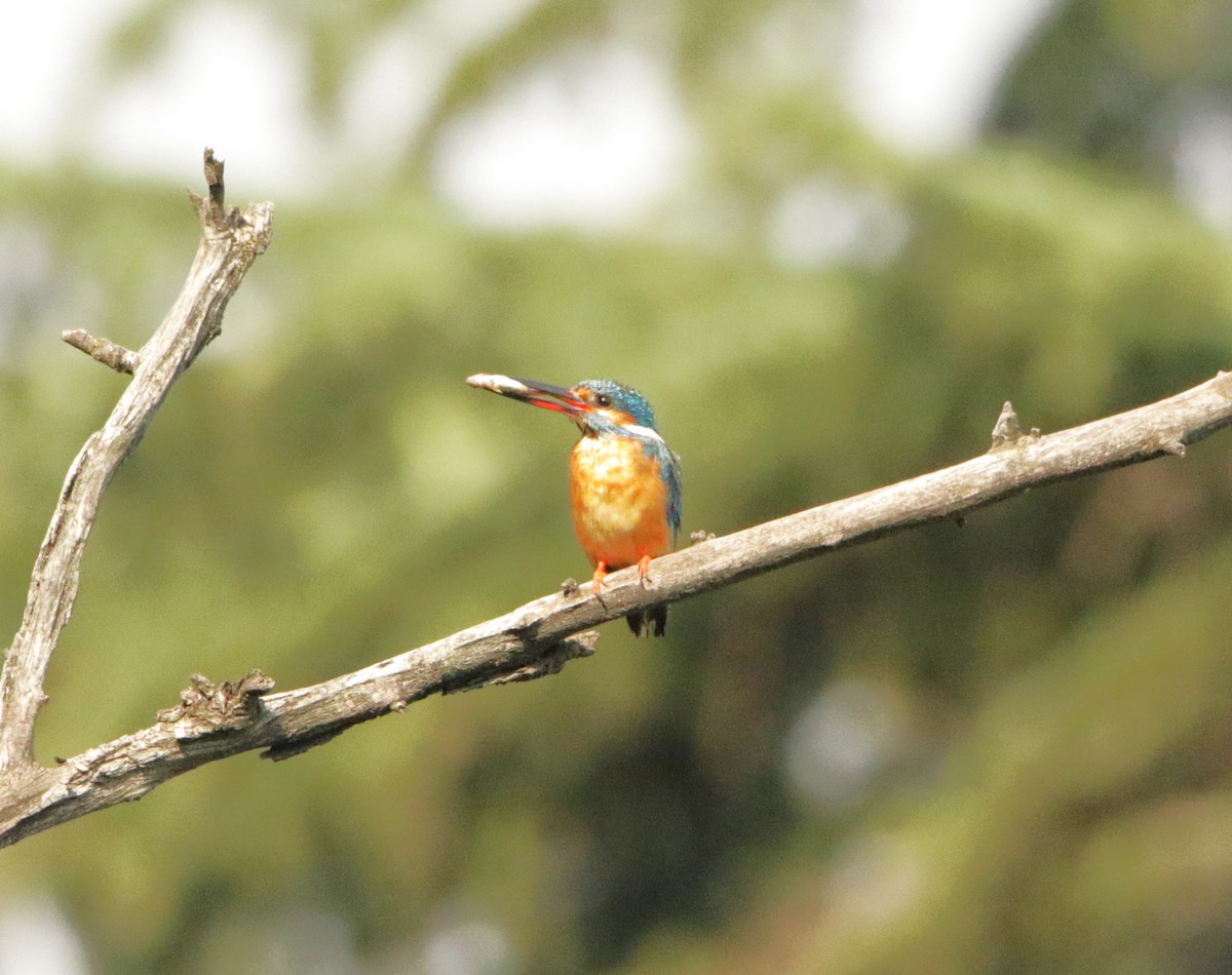 Common Kingfisher - ML618432070