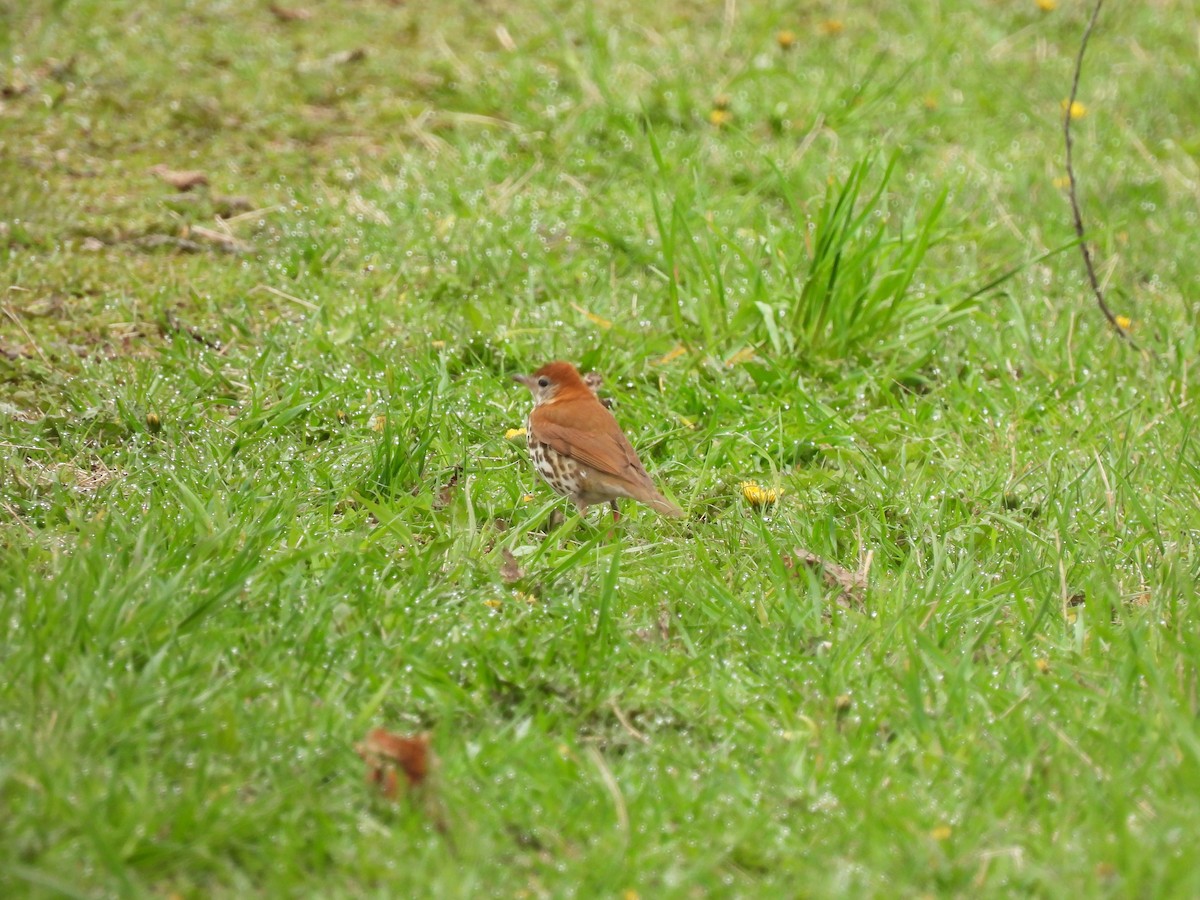 Wood Thrush - ML618432080