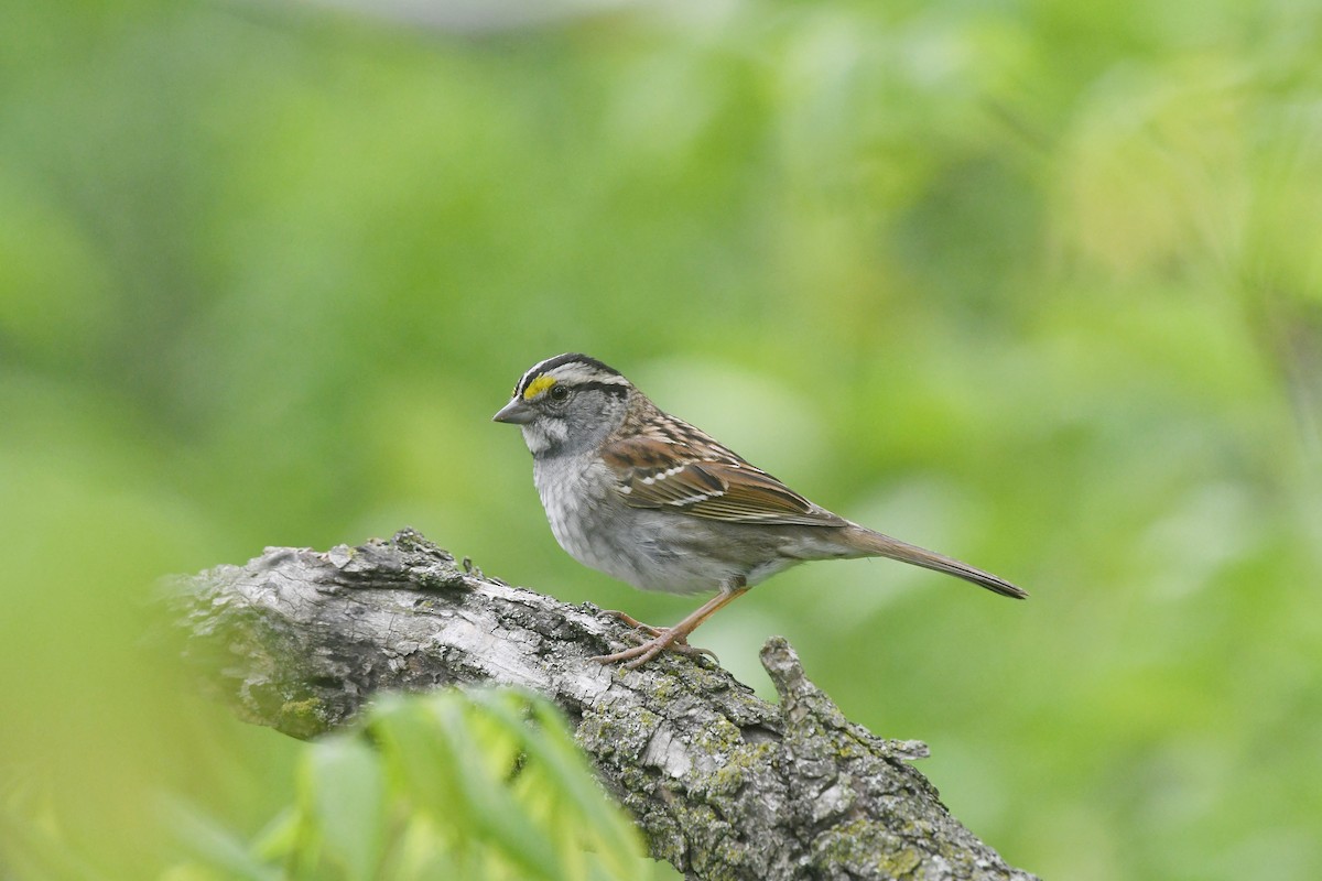 White-throated Sparrow - ML618432098