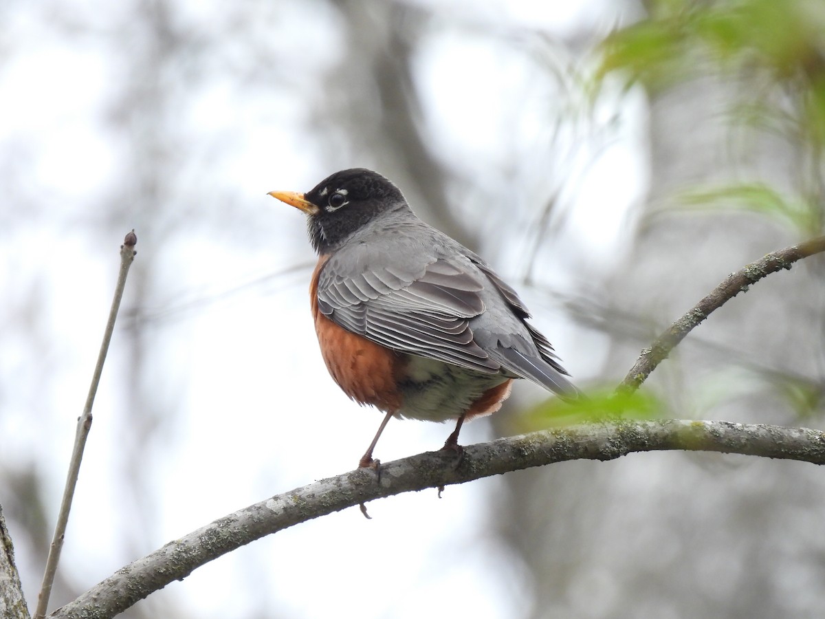 American Robin - ML618432102