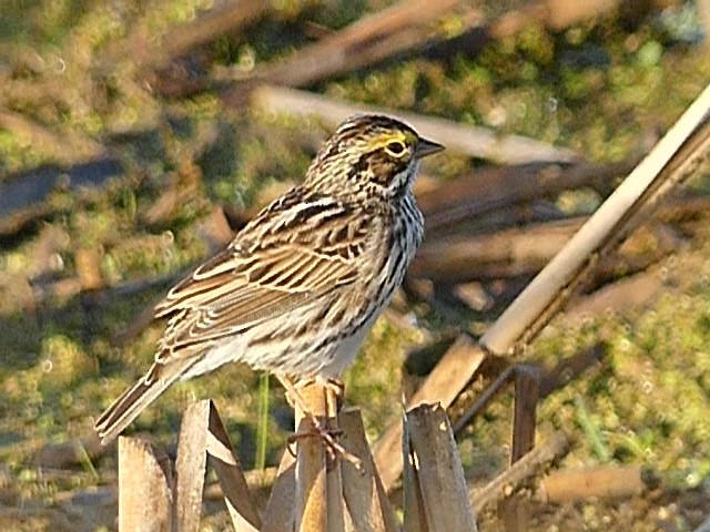 Savannah Sparrow - ML618432104