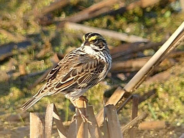 Savannah Sparrow - ML618432107