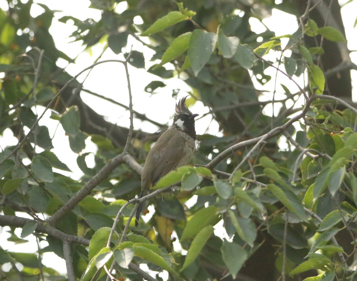 Bulbul Cariblanco - ML618432109