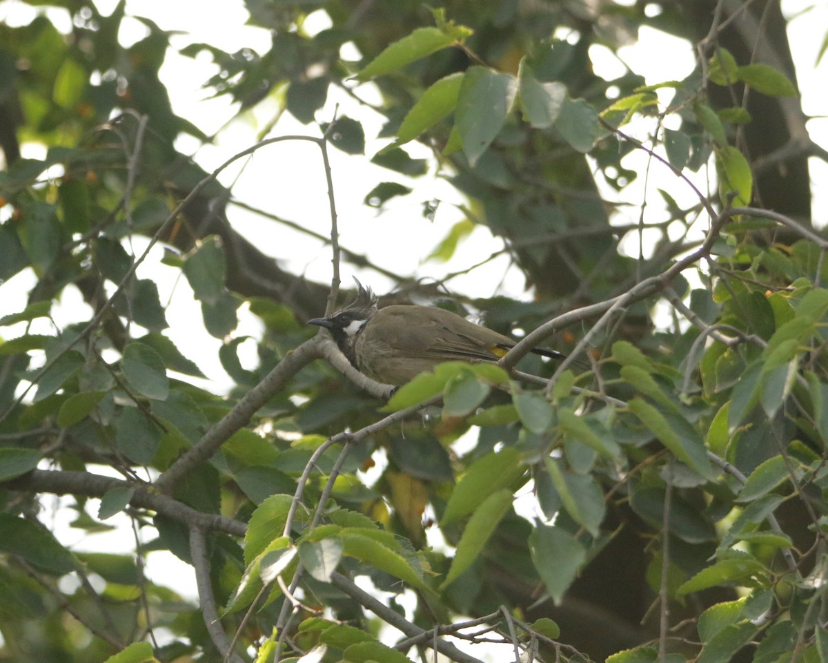 Bulbul à joues blanches - ML618432110