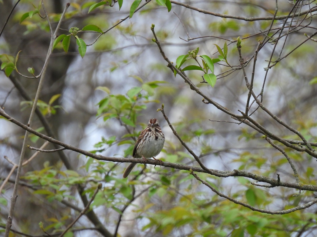 Song Sparrow - ML618432130