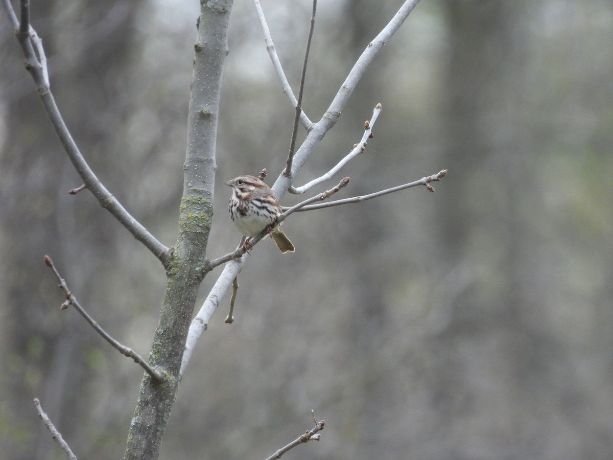 Song Sparrow - ML618432131