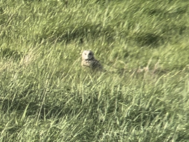 Short-eared Owl - Patrick Finch