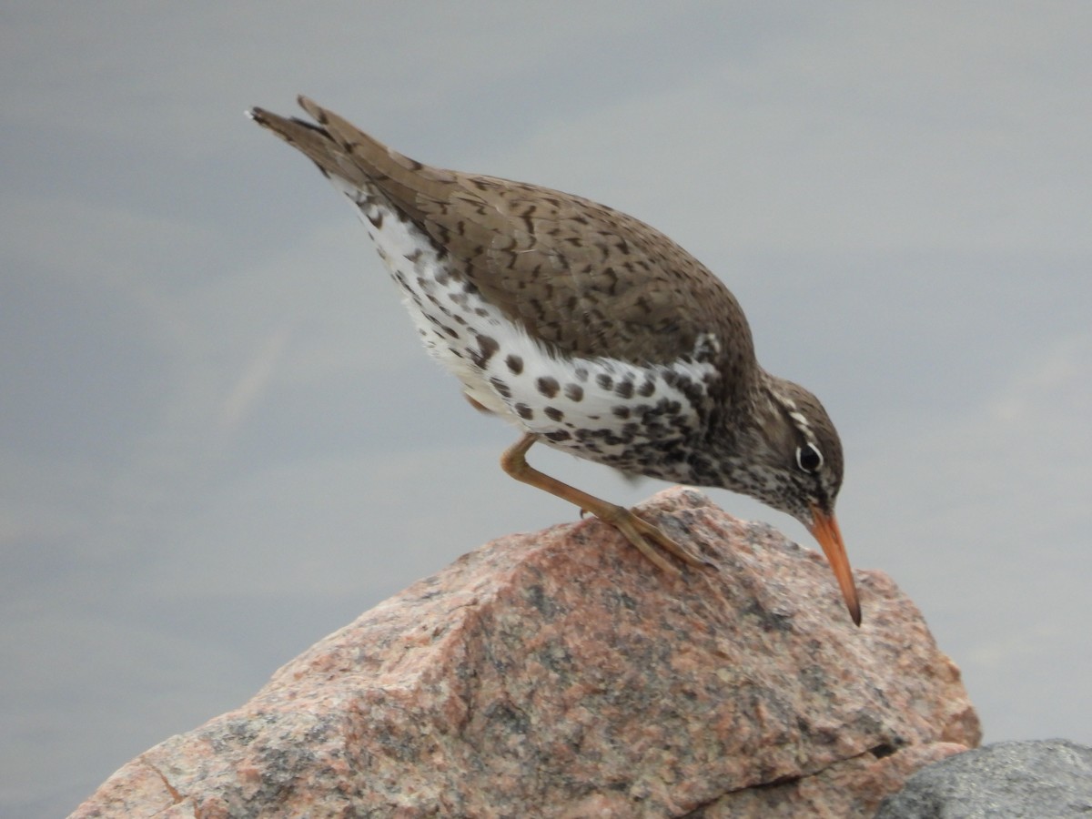 Spotted Sandpiper - ML618432160