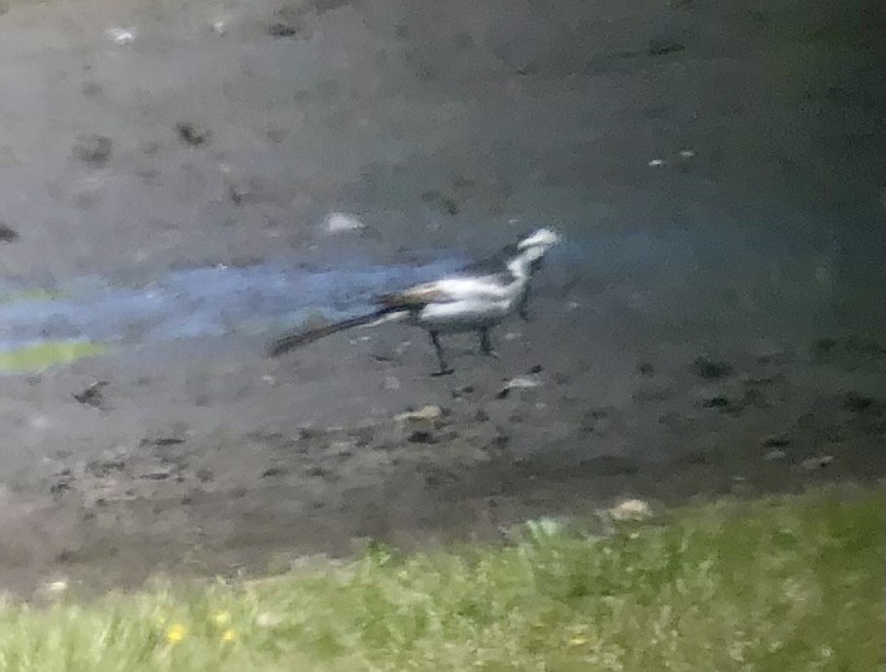 White Wagtail - David Tomb