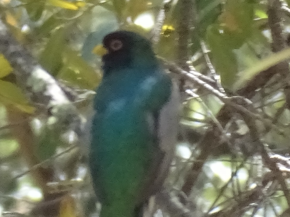 trogon krásný - ML618432187