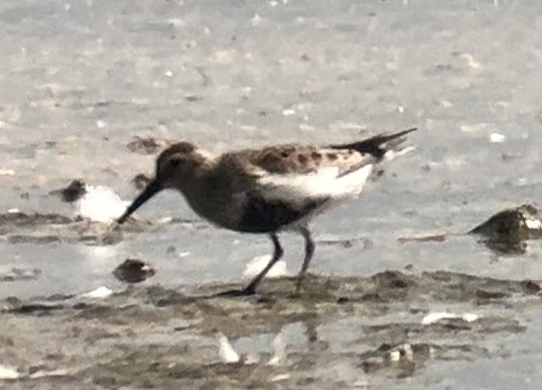 Dunlin - ML618432196