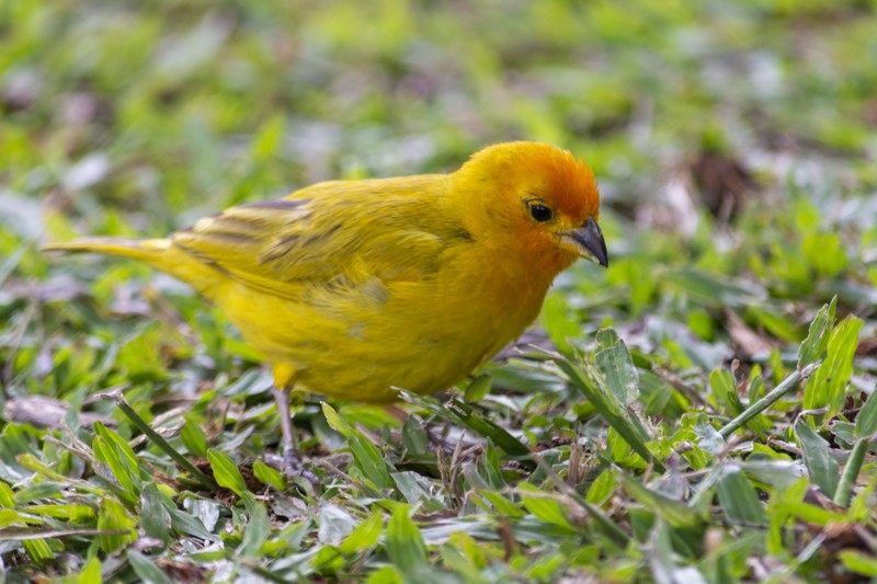 Saffron Finch - Juan David Gallo