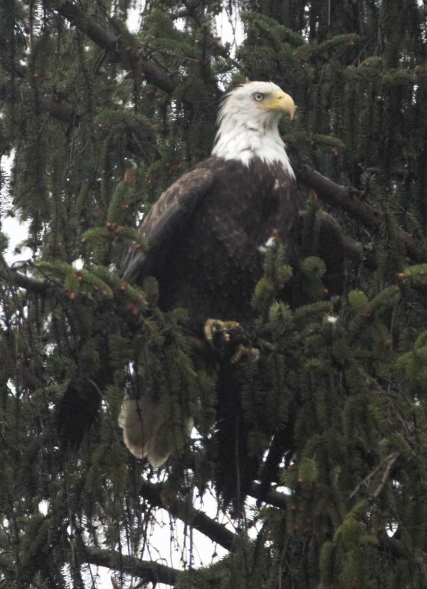 Bald Eagle - ML618432203