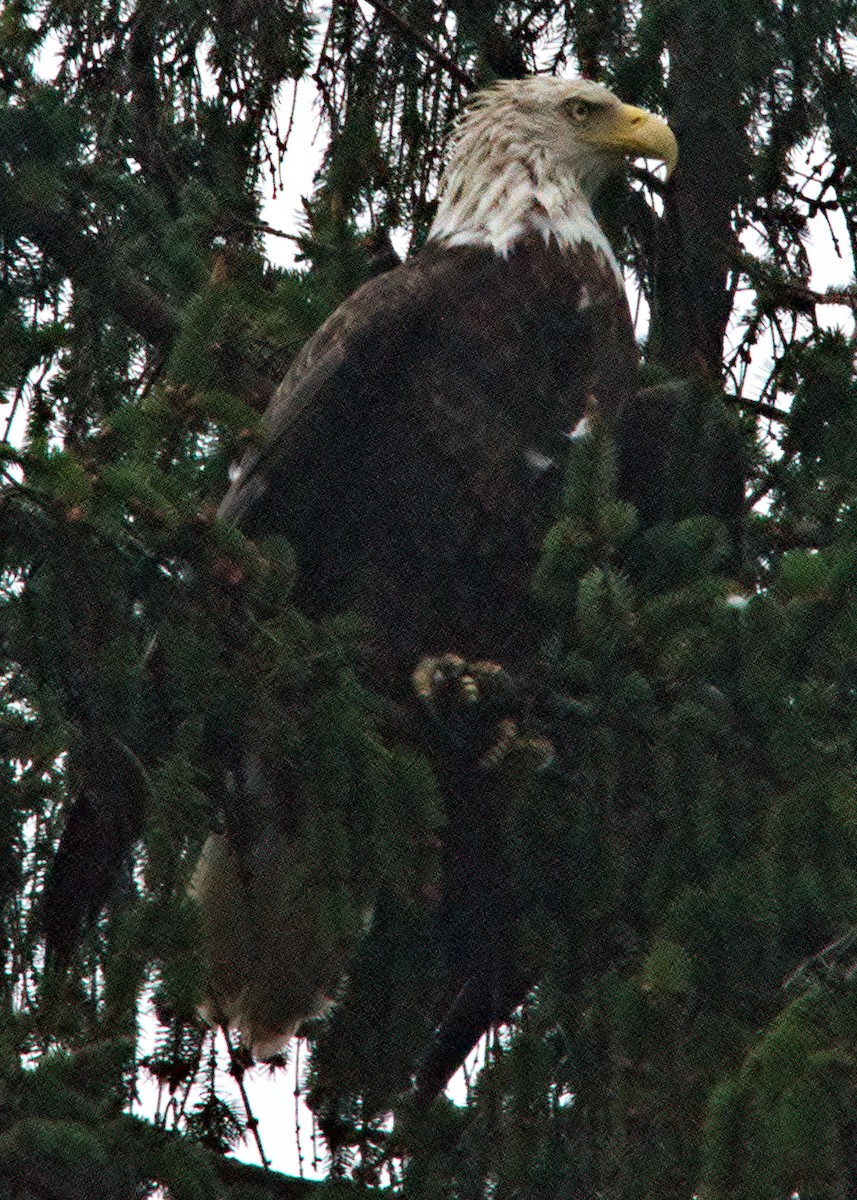 Bald Eagle - ML618432204